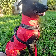 Hadès a rejoint le concours — aidez-le/la à gagner de superbes lots ! dog, black_dog, red_jacket, leash, grass, outdoor, house, sunny, daytime, pet, canine, happy, sitting, nature, greenery, backyard, animal, domestic_animal, portrait, harness