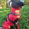 dog, black_dog, red_jacket, leash, grass, outdoor, house, sunny, daytime, pet, canine, happy, sitting, nature, greenery, backyard, animal, domestic_animal, portrait, harness