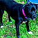 Duchess