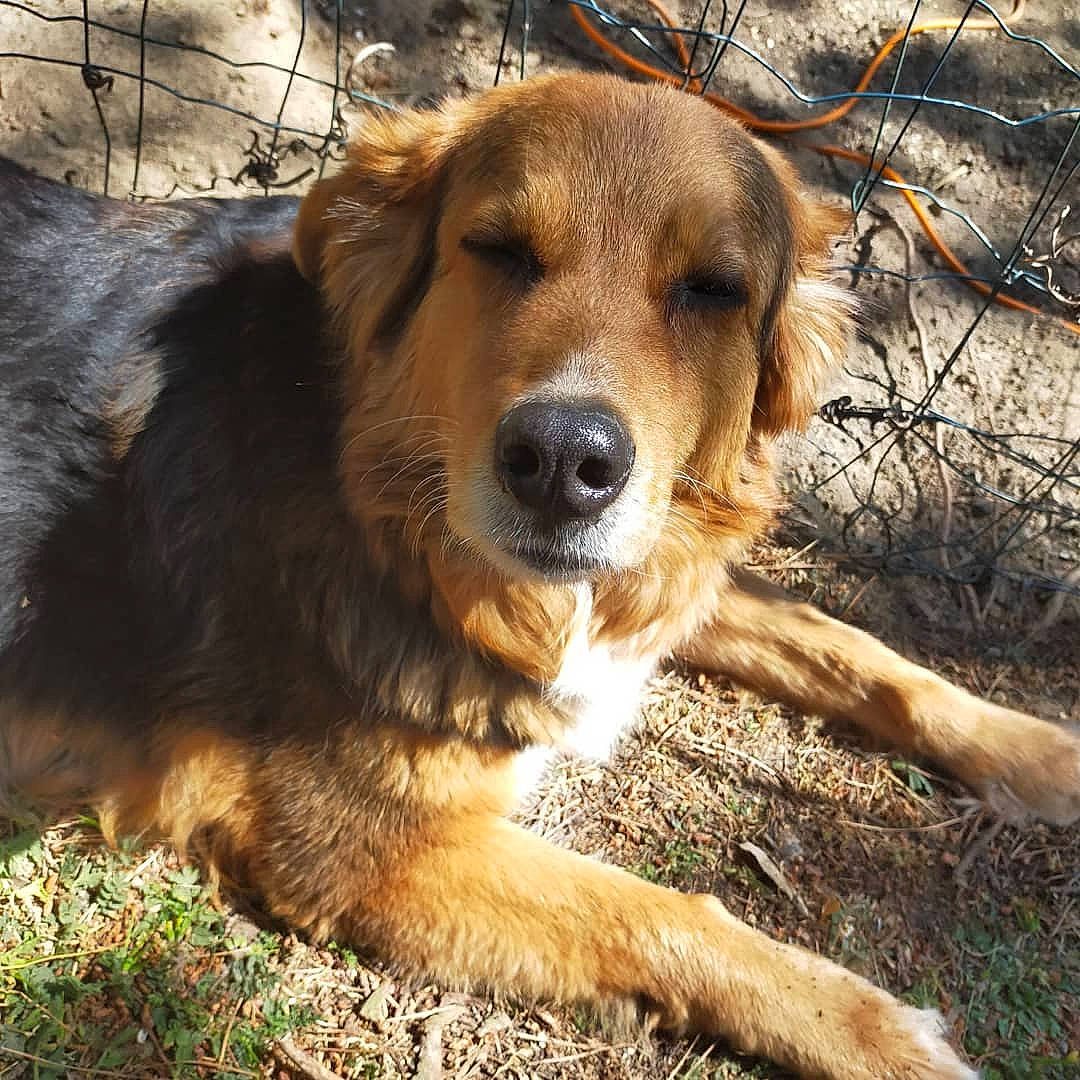 Prune a rejoint le concours — aidez-le/la à gagner de superbes lots ! ancient_dog_breeds, canidae, carnivore, companion_dog, dog, dog_breed, fawn, fur, grass, hunting_dog, plant, retriever, soil, sporting_group, terrestrial_animal, tree, whiskers, wildlife, working_dog