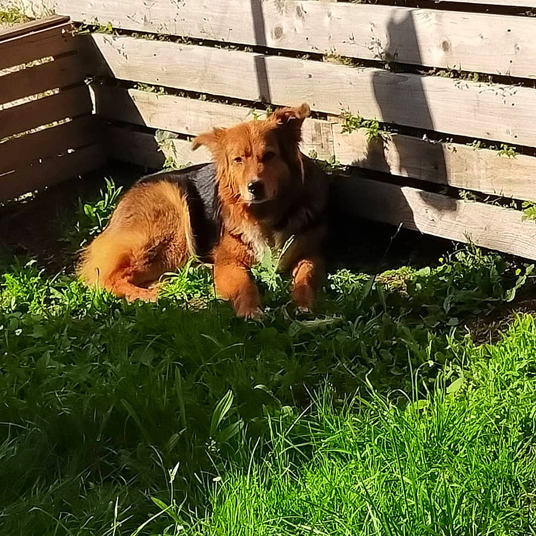 Prune a rejoint le concours — aidez-le/la à gagner de superbes lots ! big_cats, carnivore, companion_dog, dog_breed, fawn, felidae, fence, grass, grassland, landscape, lion, livestock, plant, prairie, sporting_group, tail, terrestrial_animal, tints_and_shades, wire_fencing, wood