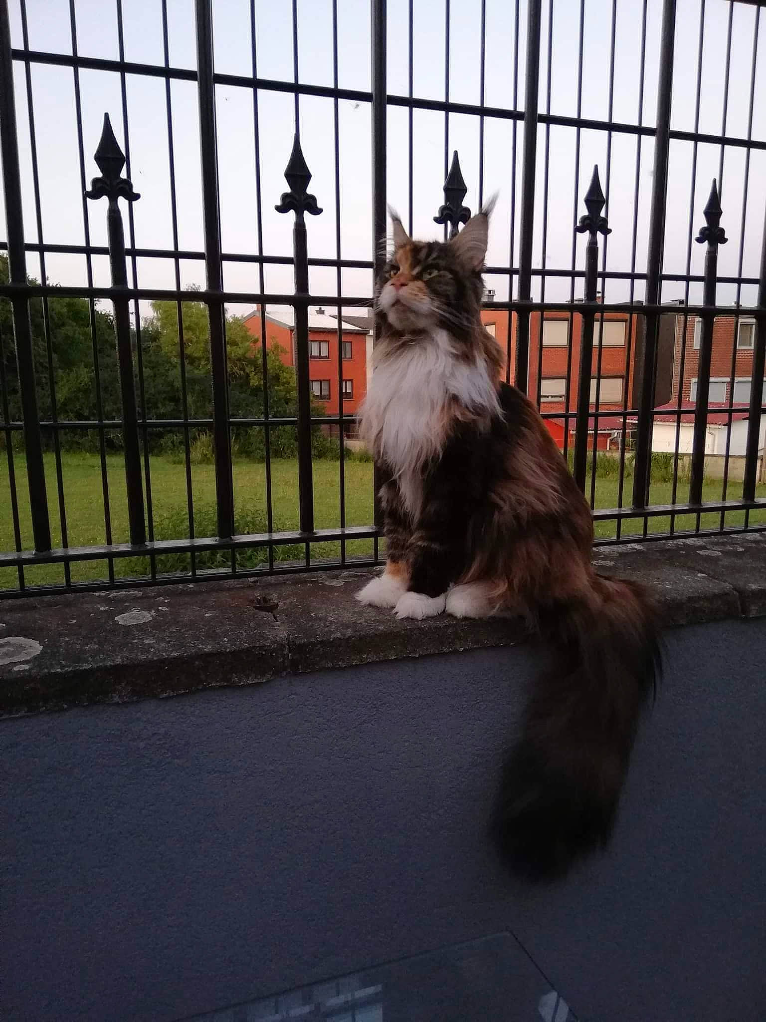 Kiara participe au concours pour gagner de l'argent avec cette photo : animal_shelter, carnivore, cat, fawn, felidae, fence, fur, mammal, mesh, metal, plant, sky, small_to_medium_sized_cats, tail, tree, vertebrate, whiskers, window, wire_fencing, wood