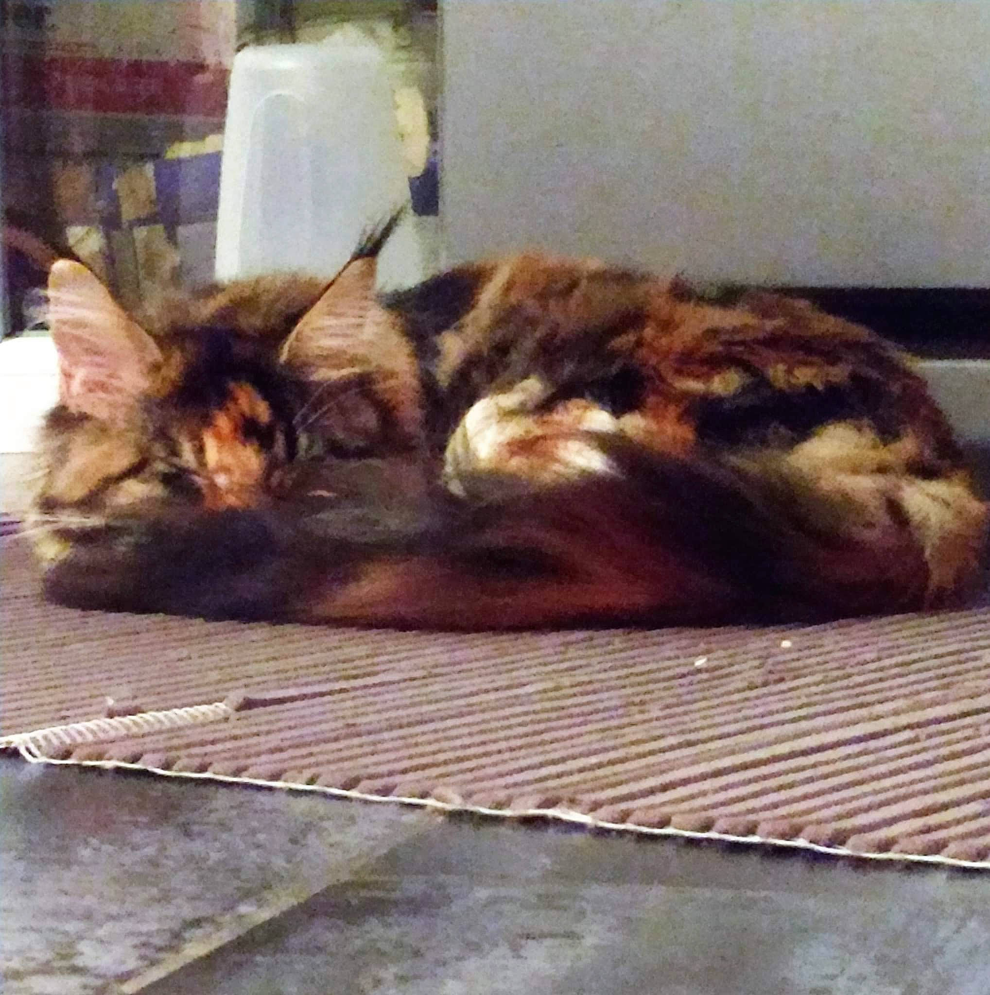 Kiara a rejoint le concours — aidez-le/la à gagner de superbes lots ! canidae, carnivore, cat, claw, cloud, comfort, domestic_short_haired_cat, fawn, felidae, flooring, fur, metal, nap, small_to_medium_sized_cats, snout, tail, tints_and_shades, whiskers, wildlife, wood