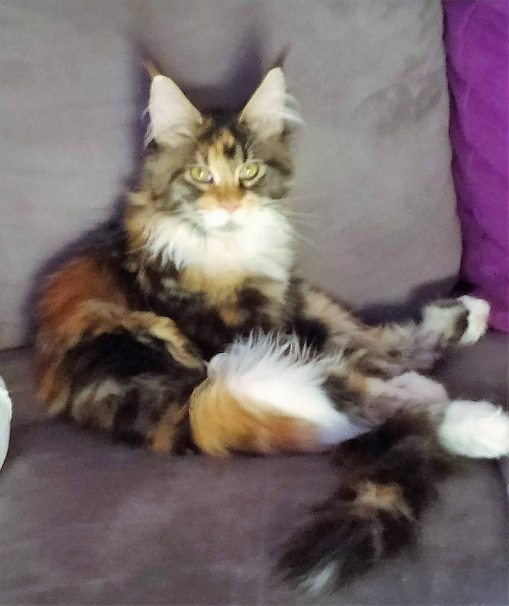 Kiara a rejoint le concours — aidez-le/la à gagner de superbes lots ! british_longhair, carnivore, cat, claw, comfort, domestic_short_haired_cat, fawn, felidae, fur, maine_coon, paw, sitting, small_to_medium_sized_cats, snout, tail, terrestrial_animal, tree, whiskers, wood