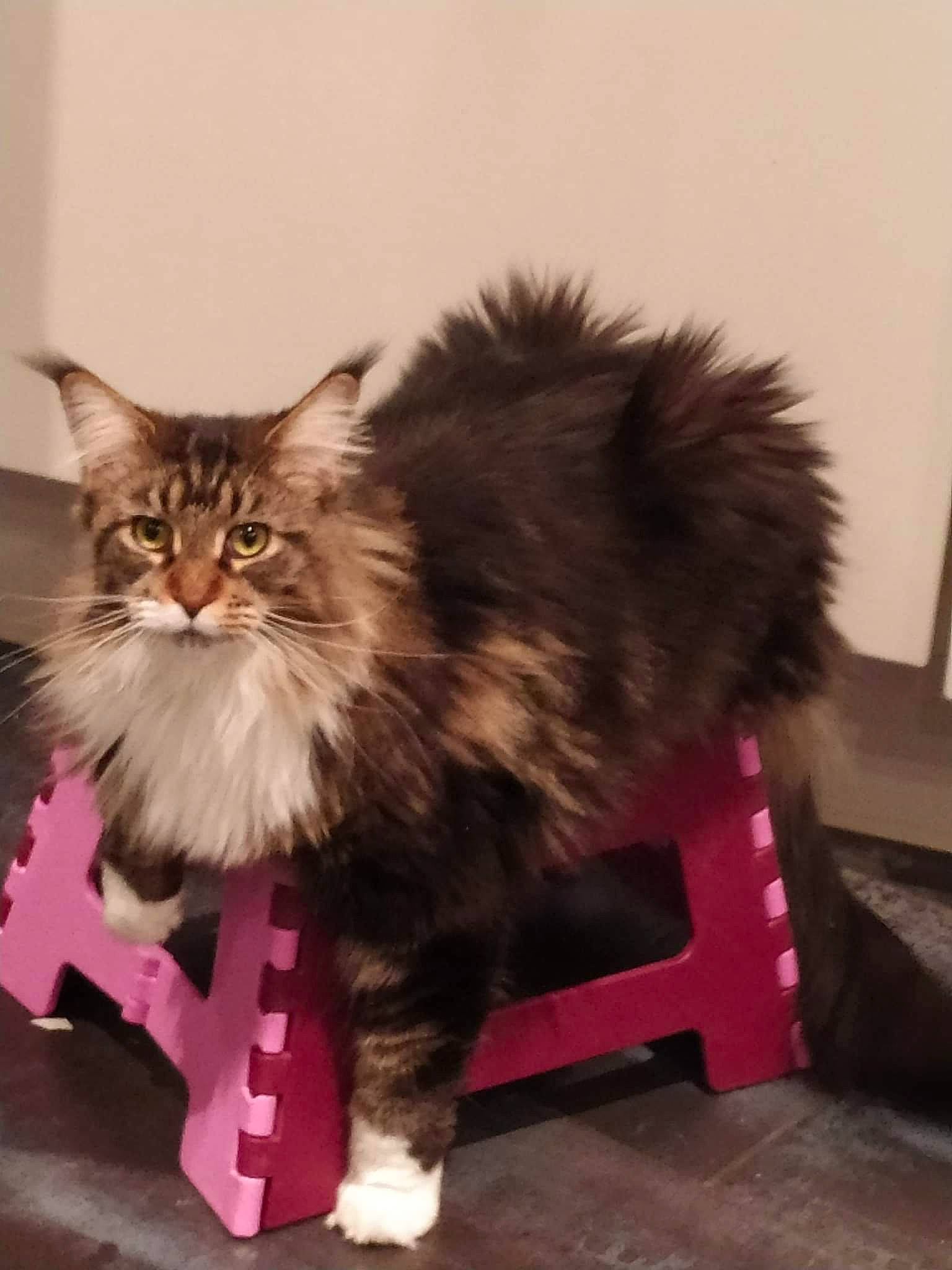 Onaya participe au concours pour gagner de l&#x27;argent avec cette photo : british_longhair, carnivore, cat, chair, claw, eye, fawn, felidae, fur, hardwood, maine_coon, paw, plant, sitting, small_to_medium_sized_cats, snout, tail, terrestrial_animal, whiskers, wood