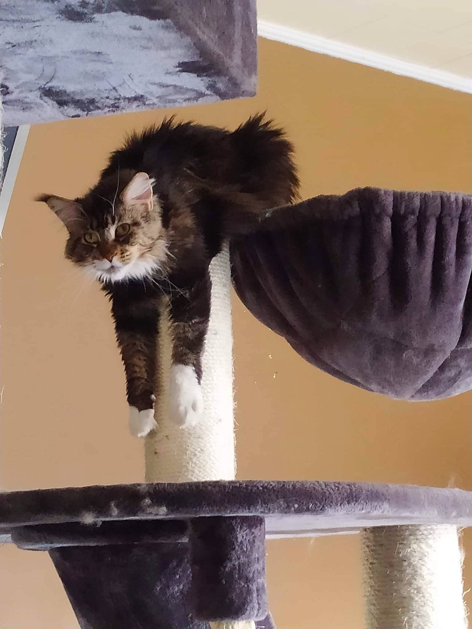 Onaya participe au concours pour gagner de l&#x27;argent avec cette photo : art, black_cat, carnivore, cat, cat_furniture, cat_supply, claw, domestic_short_haired_cat, fashion_accessory, felidae, flowerpot, fur, pet_supply, room, small_to_medium_sized_cats, table, tail, whiskers, window, wood