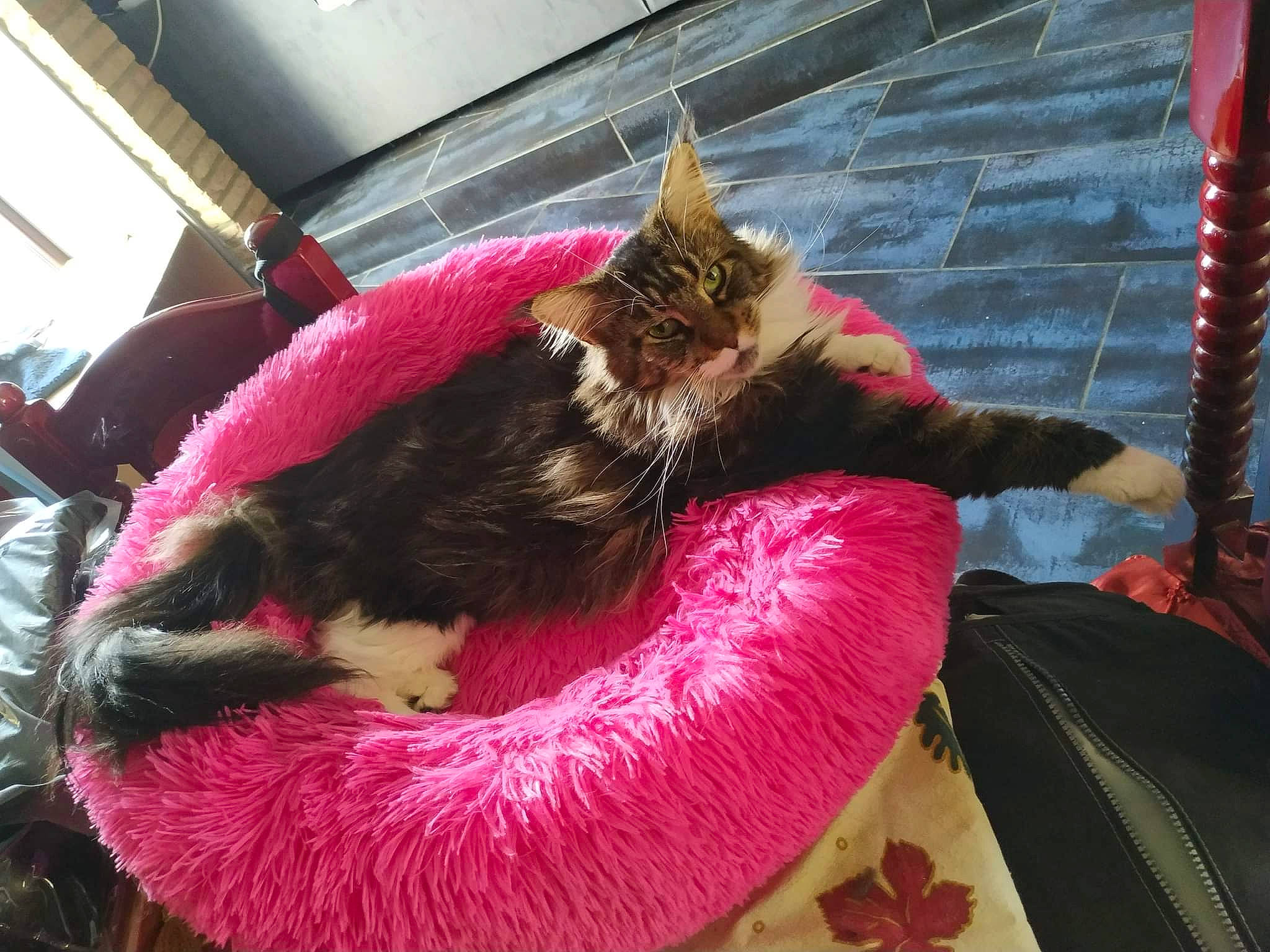 Onaya participe au concours pour gagner de l&#x27;argent avec cette photo : carnivore, cat, cat_supply, collar, comfort, companion_dog, couch, dog_breed, domestic_short_haired_cat, felidae, fur, lap, magenta, mammal, pink, plant, room, small_to_medium_sized_cats, tail, whiskers