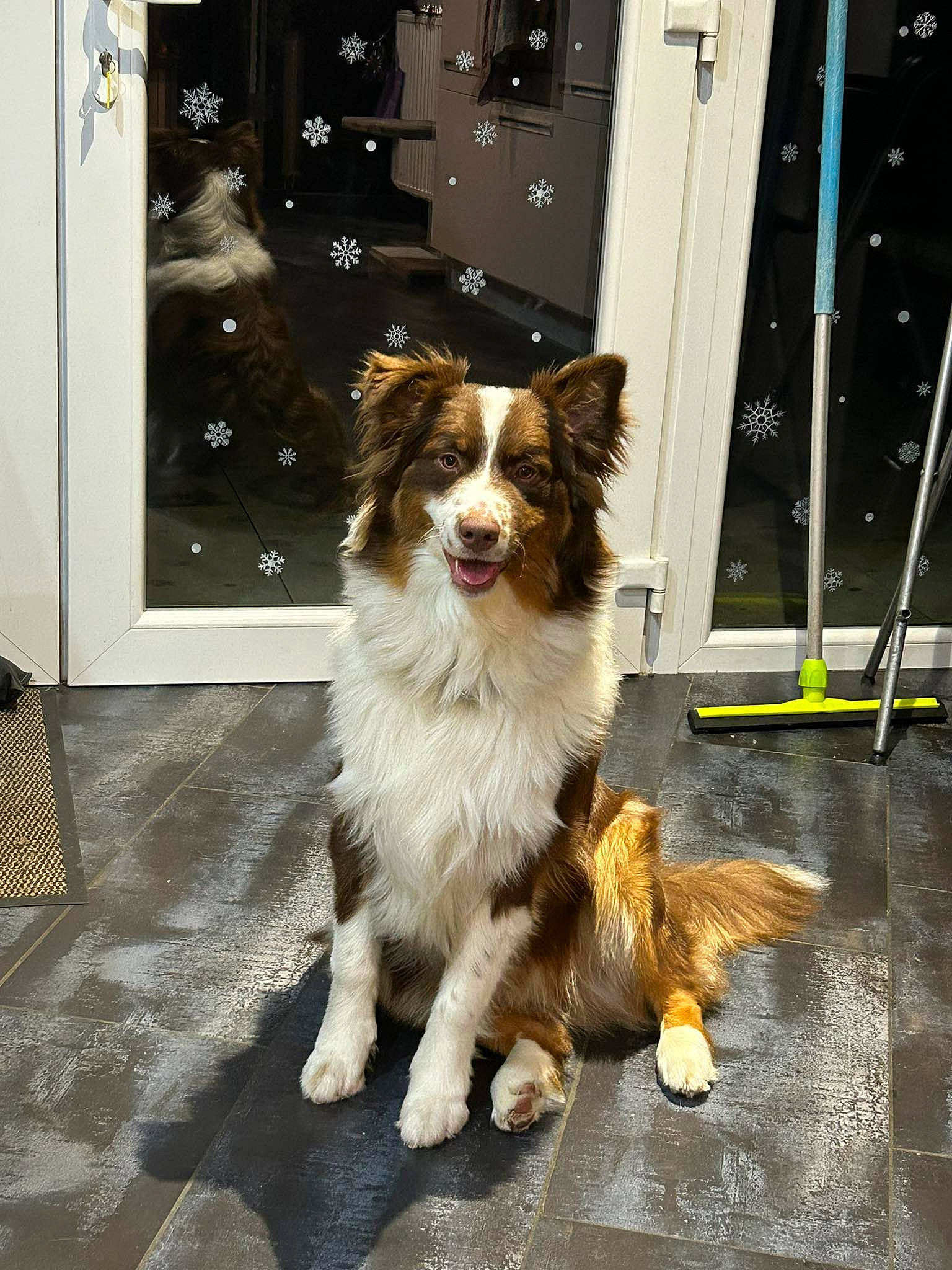 Yoshi a rejoint le concours — aidez-le/la à gagner de superbes lots ! canidae, carnivore, collie, companion_dog, dog, dog_breed, door, fawn, flooring, fur, herding_dog, road_surface, scotch_collie, snout, sporting_group, tail, toy_dog, whiskers, window, working_dog