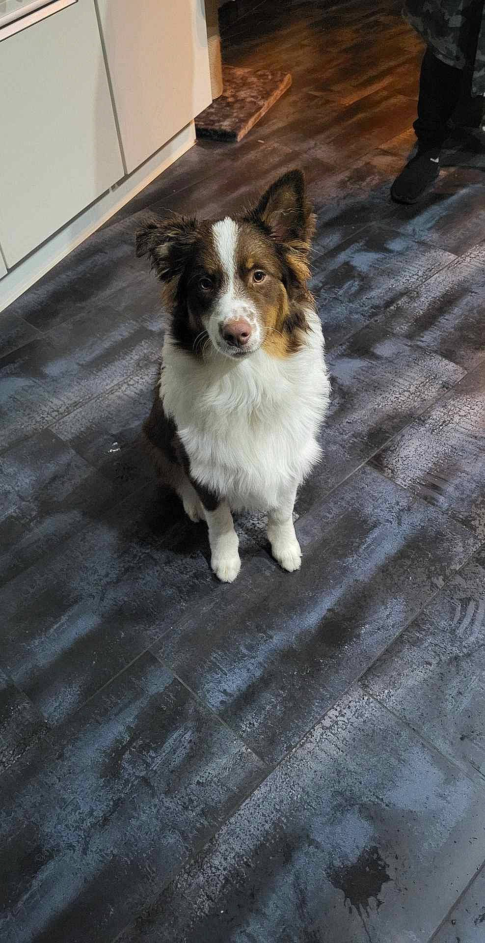 Yoshi participe au concours pour gagner de l&#x27;argent avec cette photo : carnivore, companion_dog, dog, dog_breed, flooring, fur, herding_dog, road_surface, terrestrial_animal, toy_dog, whiskers, wood, working_animal, working_dog