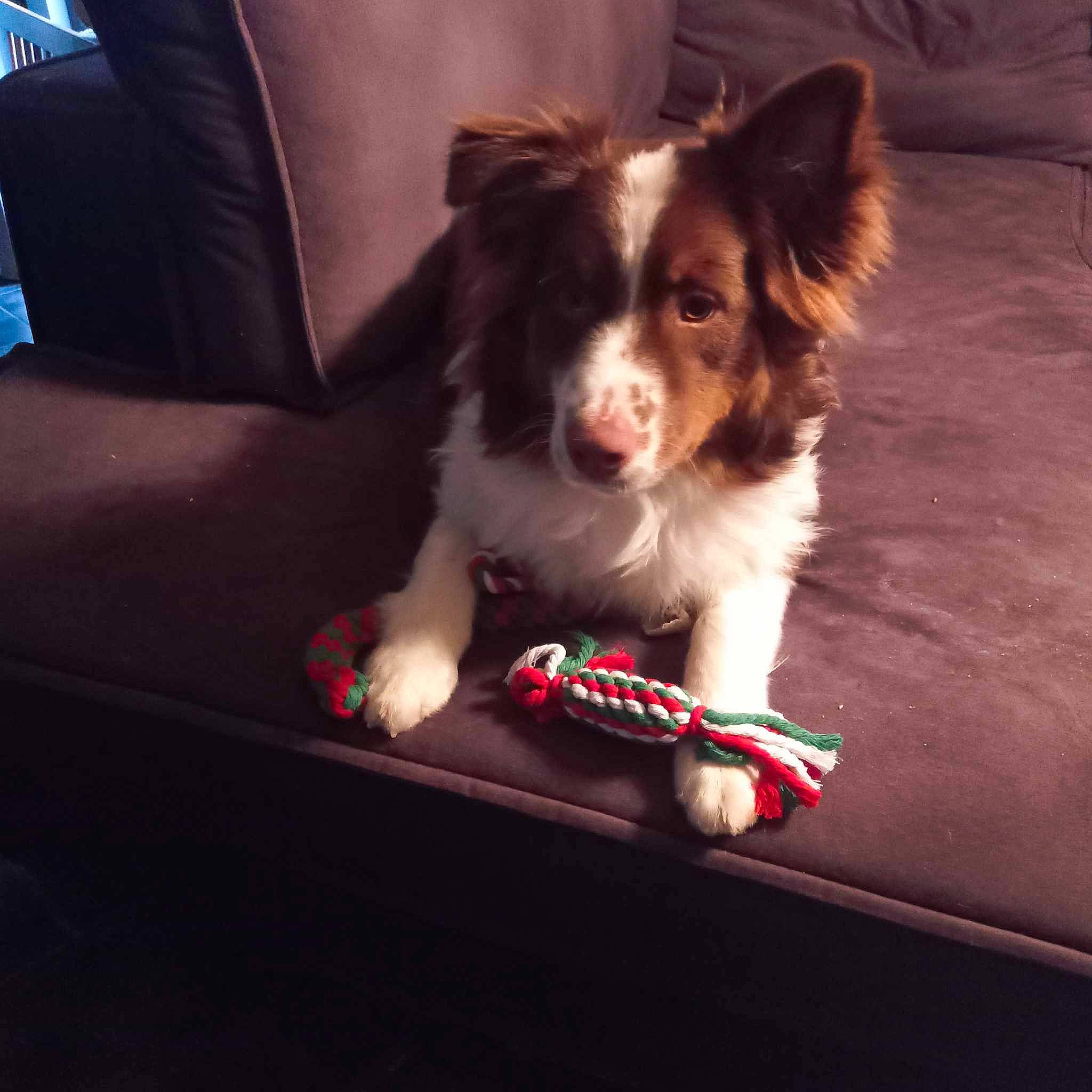 Yoshi a rejoint le concours — aidez-le/la à gagner de superbes lots ! canidae, carnivore, comfort, companion_dog, couch, dog, dog_breed, flash_photography, flesh, flooring, fur, herding_dog, recreation, sitting, snout, sporting_group, toy_dog, whiskers, working_animal, working_dog