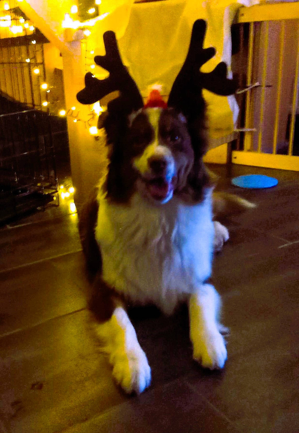 Yoshi a rejoint le concours — aidez-le/la à gagner de superbes lots ! canidae, carnivore, companion_dog, corn_on_the_cob, dog, dog_breed, event, fawn, flooring, fun, fur, gesture, happy, herding_dog, snout, sporting_group, tail, wood, working_dog, yellow