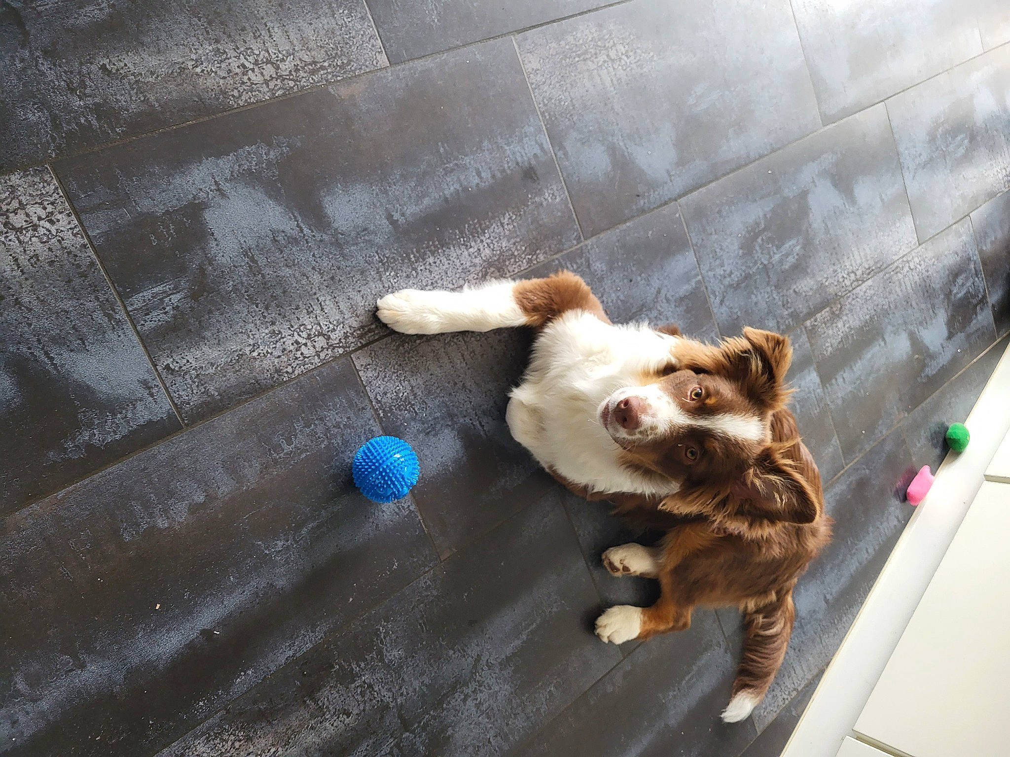 Yoshi participe au concours pour gagner de l&#x27;argent avec cette photo : asphalt, carnivore, claw, companion_dog, concrete, dog_breed, fawn, felidae, floor, flooring, fur, paw, road_surface, sidewalk, small_to_medium_sized_cats, snout, tail, whiskers, wood, working_animal