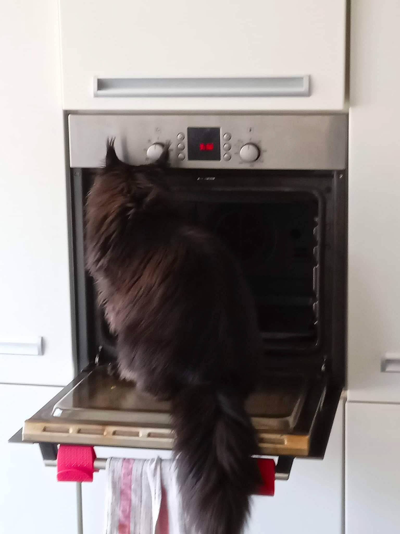 Goku a rejoint le concours — aidez-le/la à gagner de superbes lots ! carnivore, cat, cat_supply, digital_video_recorder, domestic_short_haired_cat, felidae, flooring, fur, gas, hardwood, home_appliance, kitchen_appliance, machine, major_appliance, oven, room, shelving, small_to_medium_sized_cats, tail, whiskers