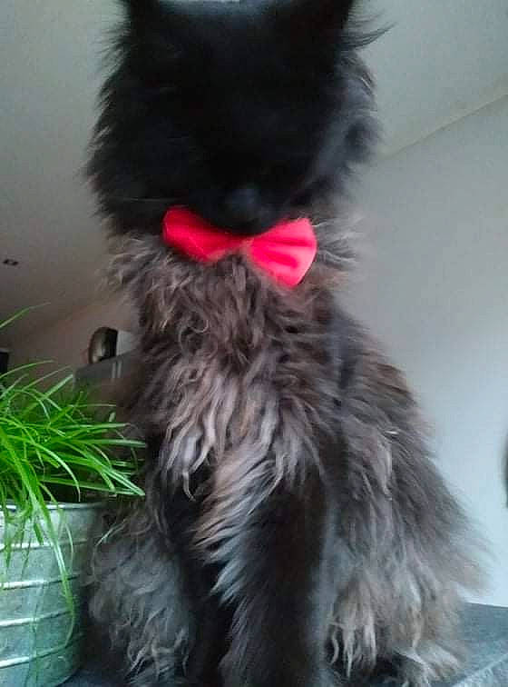 Goku participe au concours pour gagner de l'argent avec cette photo : black_cat, british_longhair, canidae, carnivore, cat, claw, dog_breed, domestic_short_haired_cat, felidae, fur, grey, paw, plant, small_to_medium_sized_cats, snout, tail, terrestrial_animal, whiskers