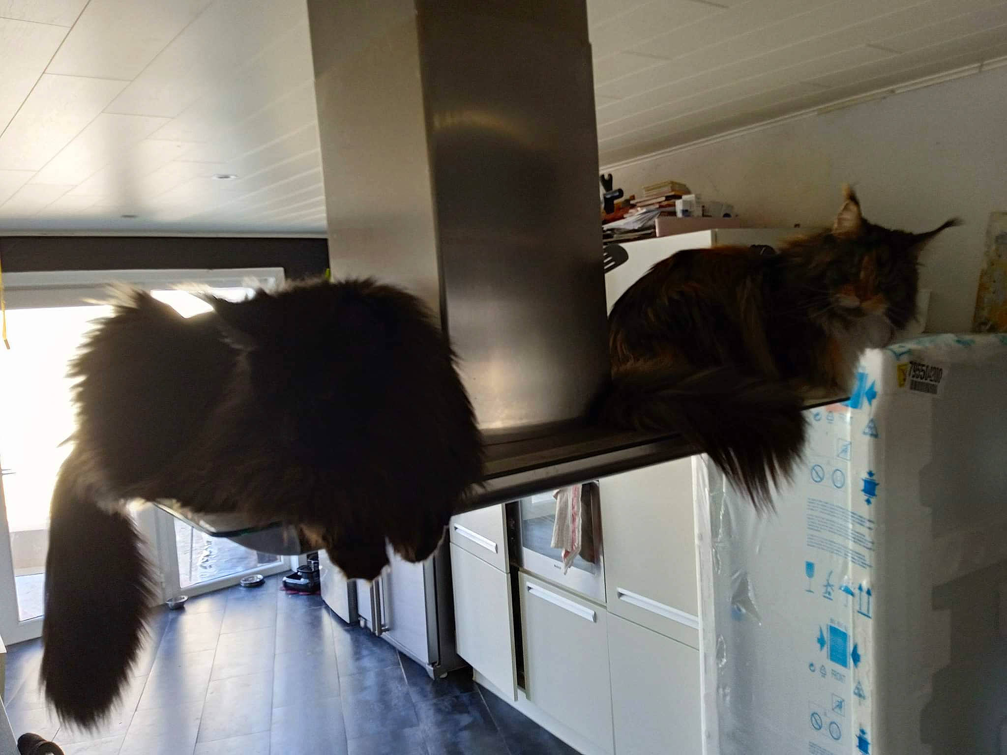 Goku participe au concours pour gagner de l'argent avec cette photo : carnivore, cat, felidae, flooring, fur, mammal, pet_supply, room, shelf, small_to_medium_sized_cats, tail, whiskers