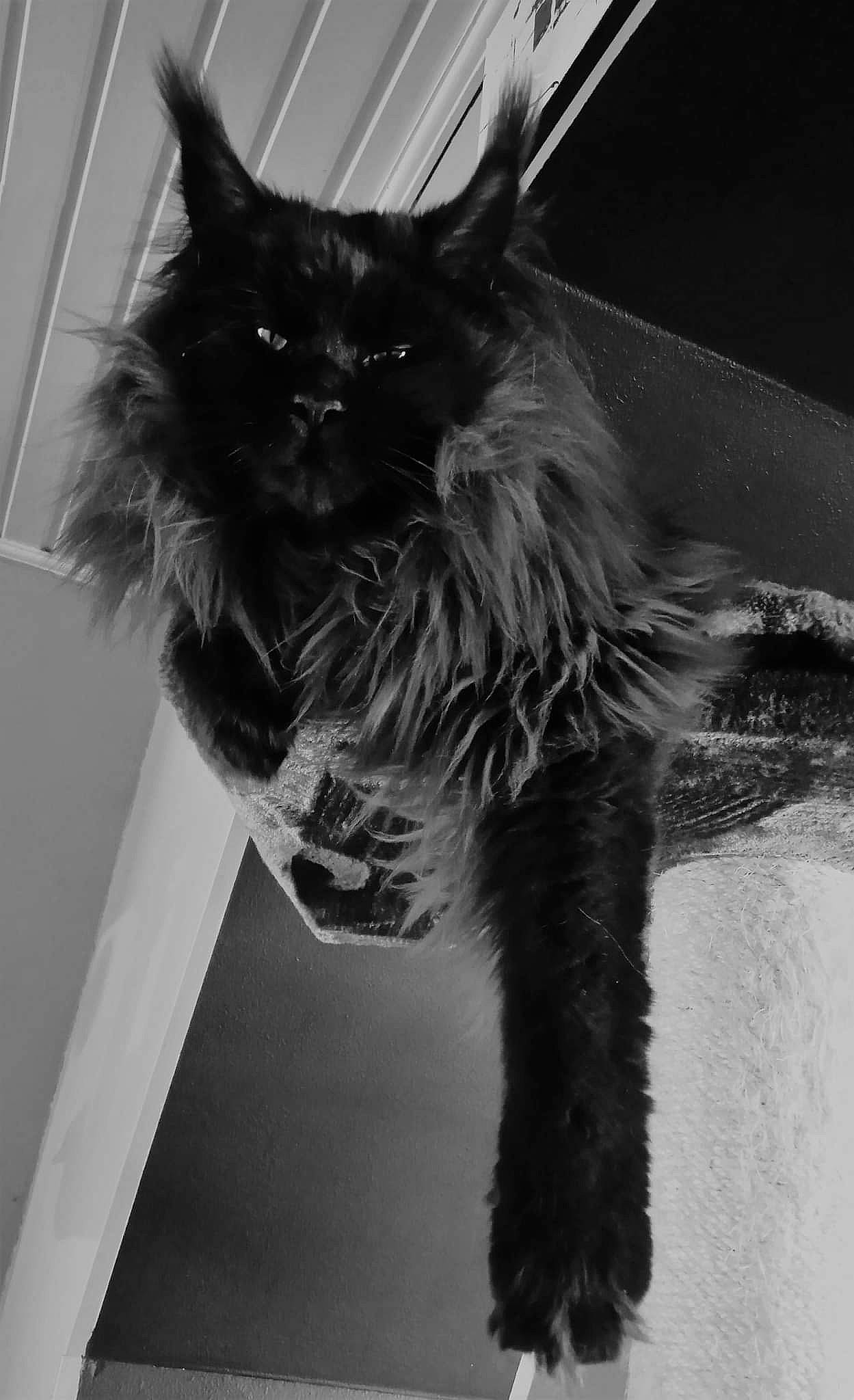 Goku participe au concours pour gagner de l'argent avec cette photo : black, black_and_white, black_cat, carnivore, cat, claw, eye, felidae, fur, grey, leg, monochrome, monochrome_photography, plant, small_to_medium_sized_cats, snout, style, tail, whiskers, window