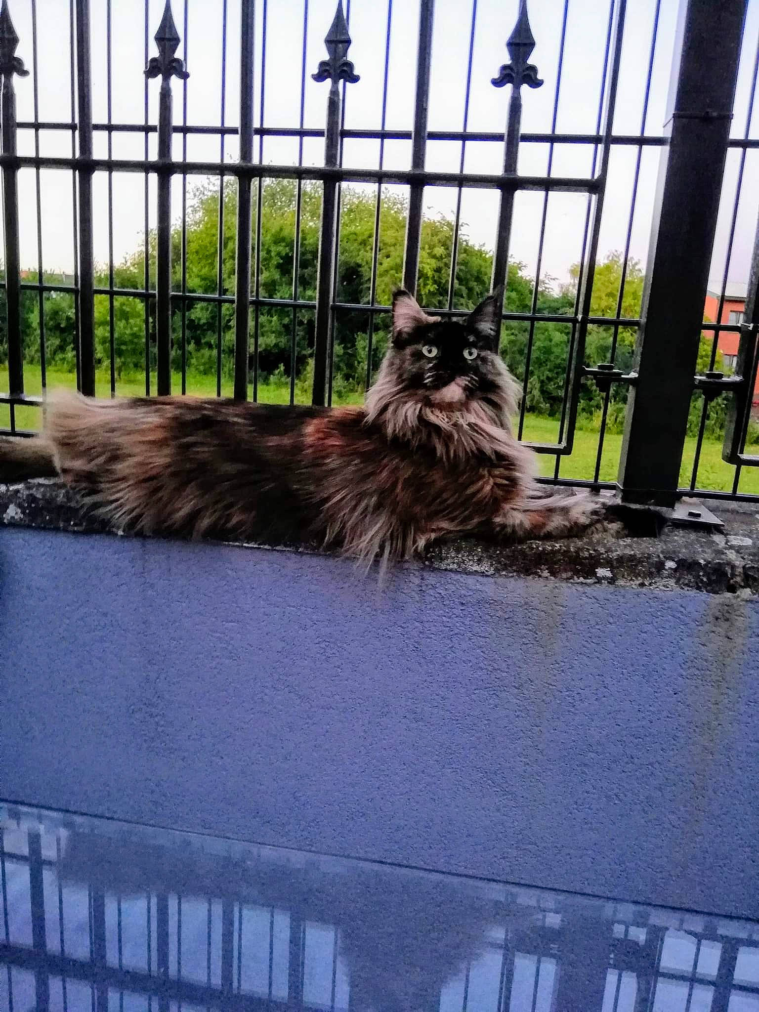 Pipper a rejoint le concours — aidez-le/la à gagner de superbes lots ! animal_shelter, big_cats, carnivore, cat, dog_breed, felidae, fence, fur, grass, house, mesh, metal, plant, sky, small_to_medium_sized_cats, tail, terrestrial_animal, tree, whiskers, wood