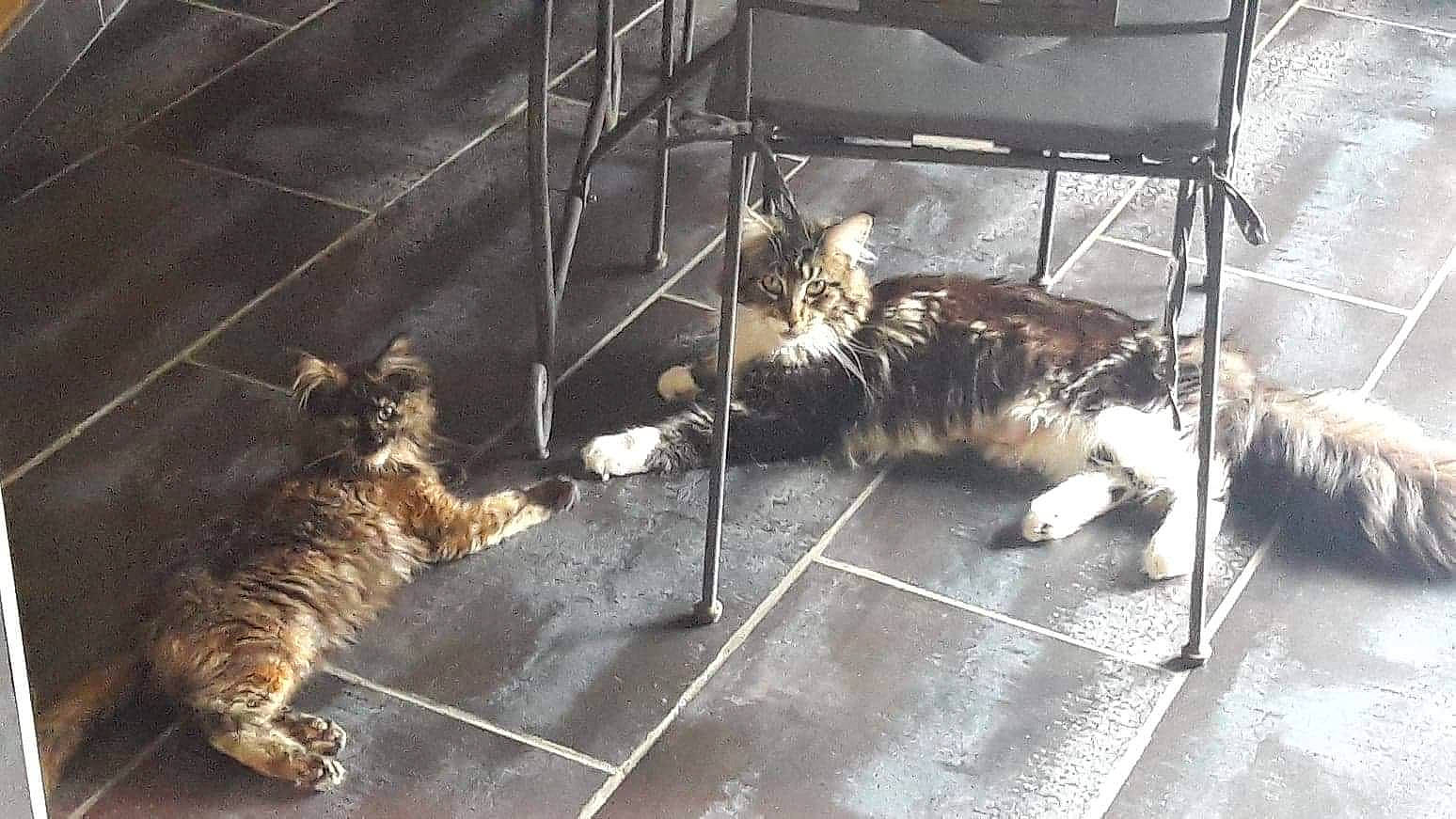 Pipper participe au concours pour gagner de l&#x27;argent avec cette photo : animal_shelter, canidae, carnivore, cat, claw, domestic_short_haired_cat, felidae, floor, flooring, fur, metal, paw, small_to_medium_sized_cats, snout, sporting_group, tail, terrestrial_animal, whiskers, wildlife, wood