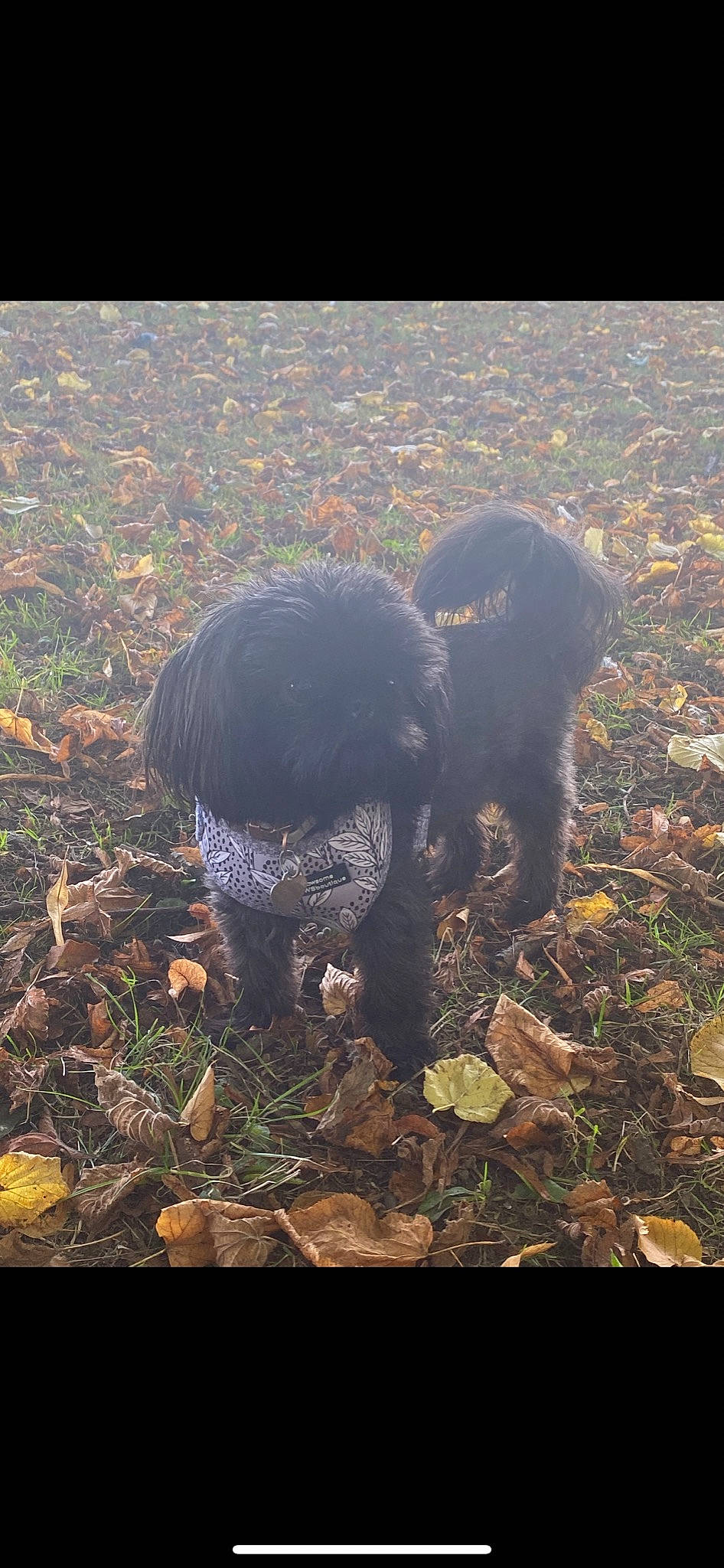 Pippa is registered to the contest to win money with this photo: canidae, carnivore, companion_dog, dog, dog_breed, fawn, fur, grass, herding_dog, landscape, natural_landscape, shadow, snout, soil, sporting_group, tail, terrestrial_animal, tints_and_shades, wood, working_animal