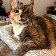 Peaches joined the competition — help win amazing prizes! cat, feline, pet, animal, portrait, close_up, tabby, calico, brown_fur, white_chest, whiskers, ears, green_eyes, paws, lying_down, relaxed, blanket, indoors, bed, cozy