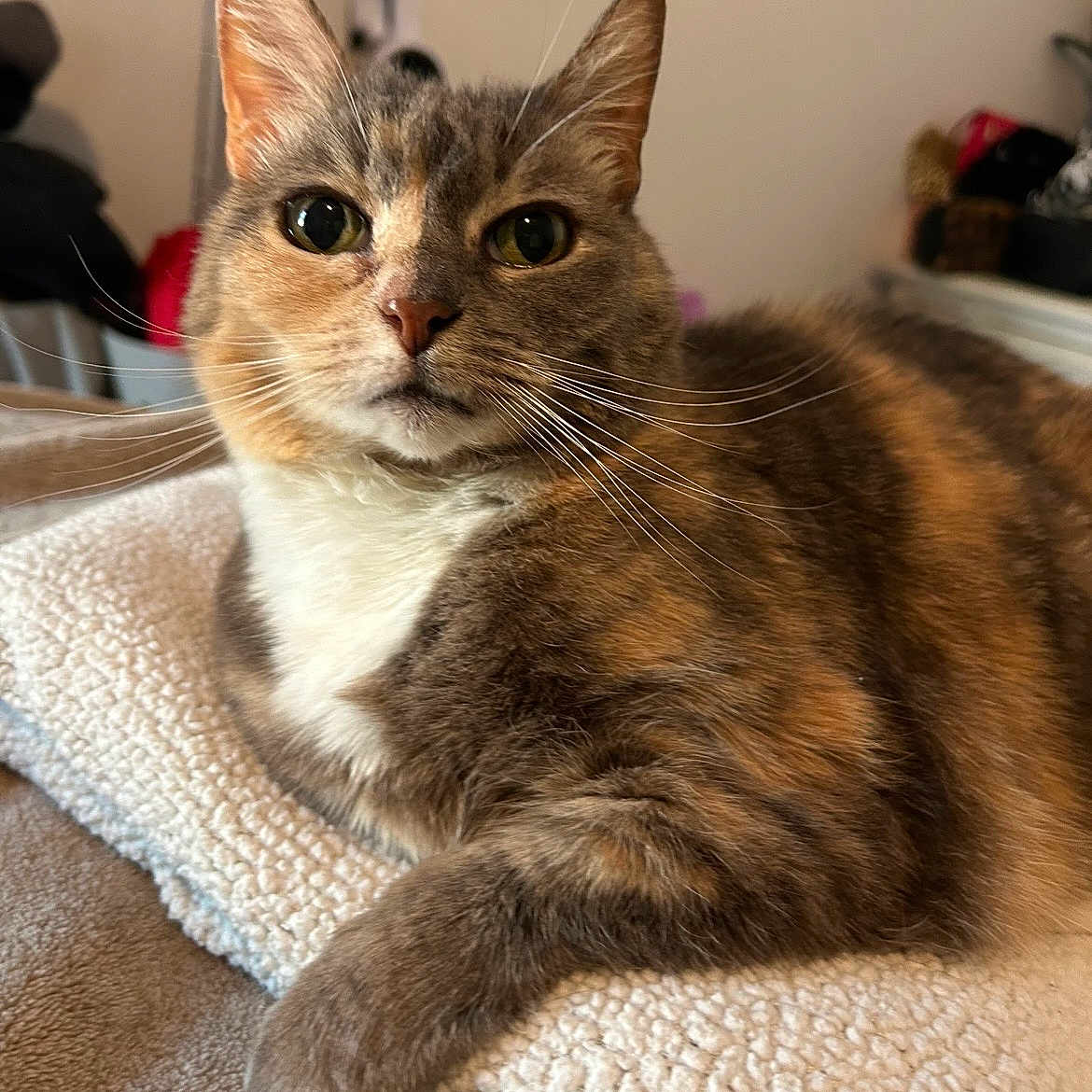 Peaches joined the competition — help win amazing prizes! cat, feline, pet, animal, portrait, close_up, tabby, calico, brown_fur, white_chest, whiskers, ears, green_eyes, paws, lying_down, relaxed, blanket, indoors, bed, cozy