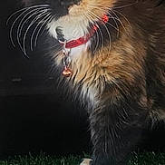 Bear Bear joined the competition — help win amazing prizes! alert, animal, bell, calico_cat, close_up, collar, curious, cute, domestic_cat, feline, fur, grass, kitten, nature, outdoor, pet, portrait, small_paw, whiskers, young