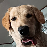 Ladybird is registered to the contest to win money with this photo: animal, canine, close_up, companion, cute, dog, domestic, ears, face, fur, golden_retriever, happy, indoor, lamp, living_room, mouth, nose, pet, picture_frame, tongue_out