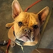 Hank The Tank joined the competition — help win amazing prizes! animal, brown, canine, close_up, collar, companion, cute, dog, domestic, ears, expression, floor, french_bulldog, indoor, leash, looking_up, pet, portrait, tag, wrinkles
