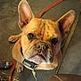 animal, brown, canine, close_up, collar, companion, cute, dog, domestic, ears, expression, floor, french_bulldog, indoor, leash, looking_up, pet, portrait, tag, wrinkles