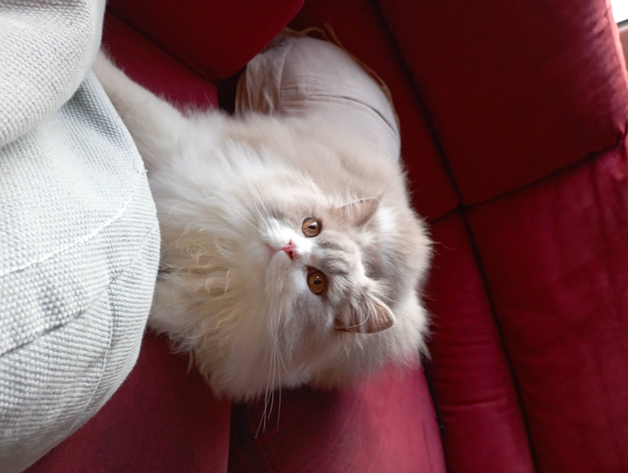 Simba participe au concours pour gagner de l'argent avec cette photo : carnivore, cat, claw, comfort, domestic_short_haired_cat, fawn, felidae, fur, lap, nap, paw, sleep, small_to_medium_sized_cats, snout, tail, vegetable, whiskers