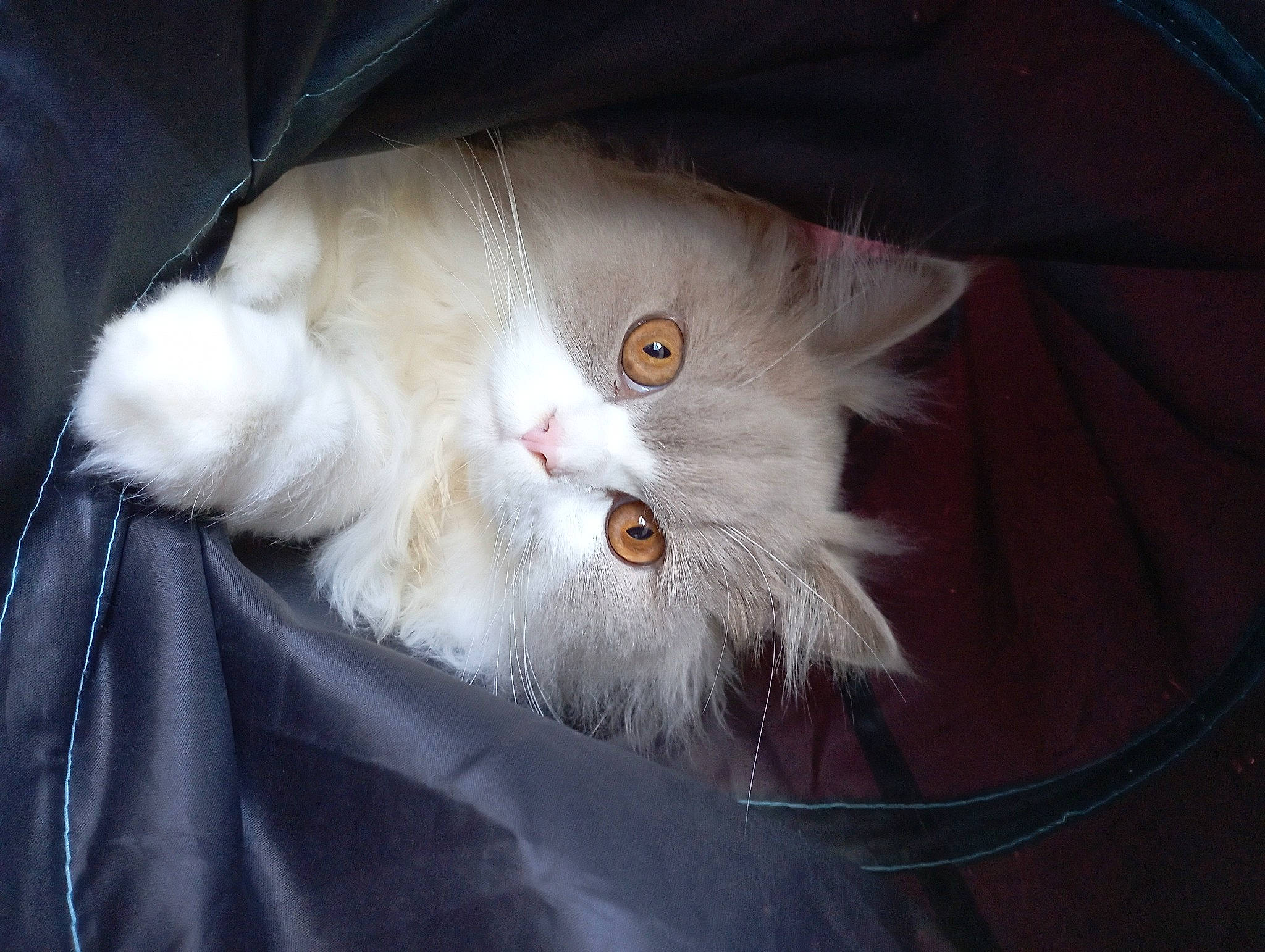 Simba participe au concours pour gagner de l'argent avec cette photo : british_longhair, carnivore, cat, claw, fawn, felidae, fur, hair, head, paw, persian, small_to_medium_sized_cats, snout, tail, whiskers