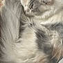 Kalypso a rejoint le concours — aidez-le/la à gagner de superbes lots ! cat, sleeping, fluffy, white, gray, fur, tail, pet, animal, cozy, relaxing, resting, indoor, cute, mammal, whiskers, closeup, paw, feline, domestic