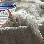 Kalypso participe au concours pour gagner de l'argent avec cette photo : cat, sleeping, fluffy, towel, indoor, window, natural_light, cozy, relaxed, pet, fur, whiskers, closeup, resting, domestic_animal, home, nap, soft_texture, quiet, peaceful