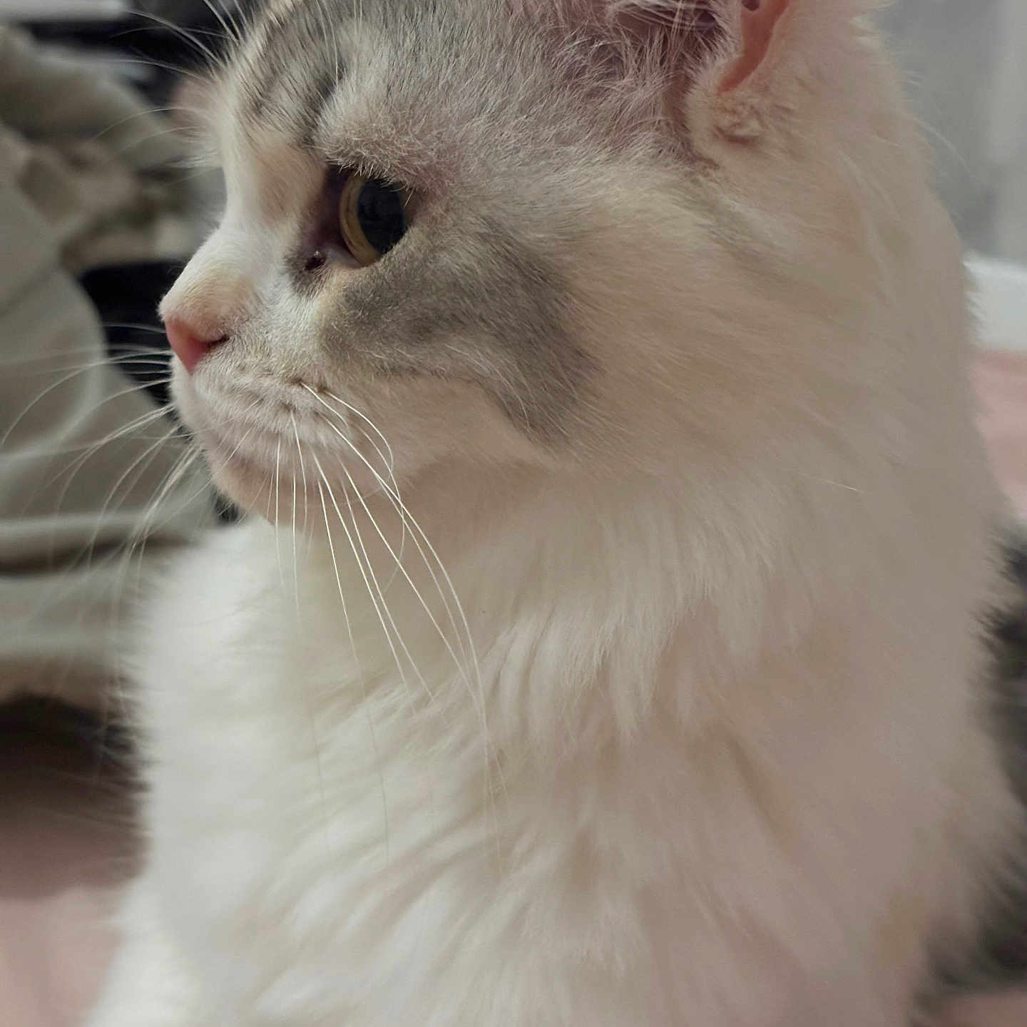 Kalypso a rejoint le concours — aidez-le/la à gagner de superbes lots ! animal, calm, cat, close_up, cute, domestic, feline, fluffy, gray, indoor, looking_away, mammal, pet, portrait, profile, side_view, soft_fur, whiskers, white, young_cat