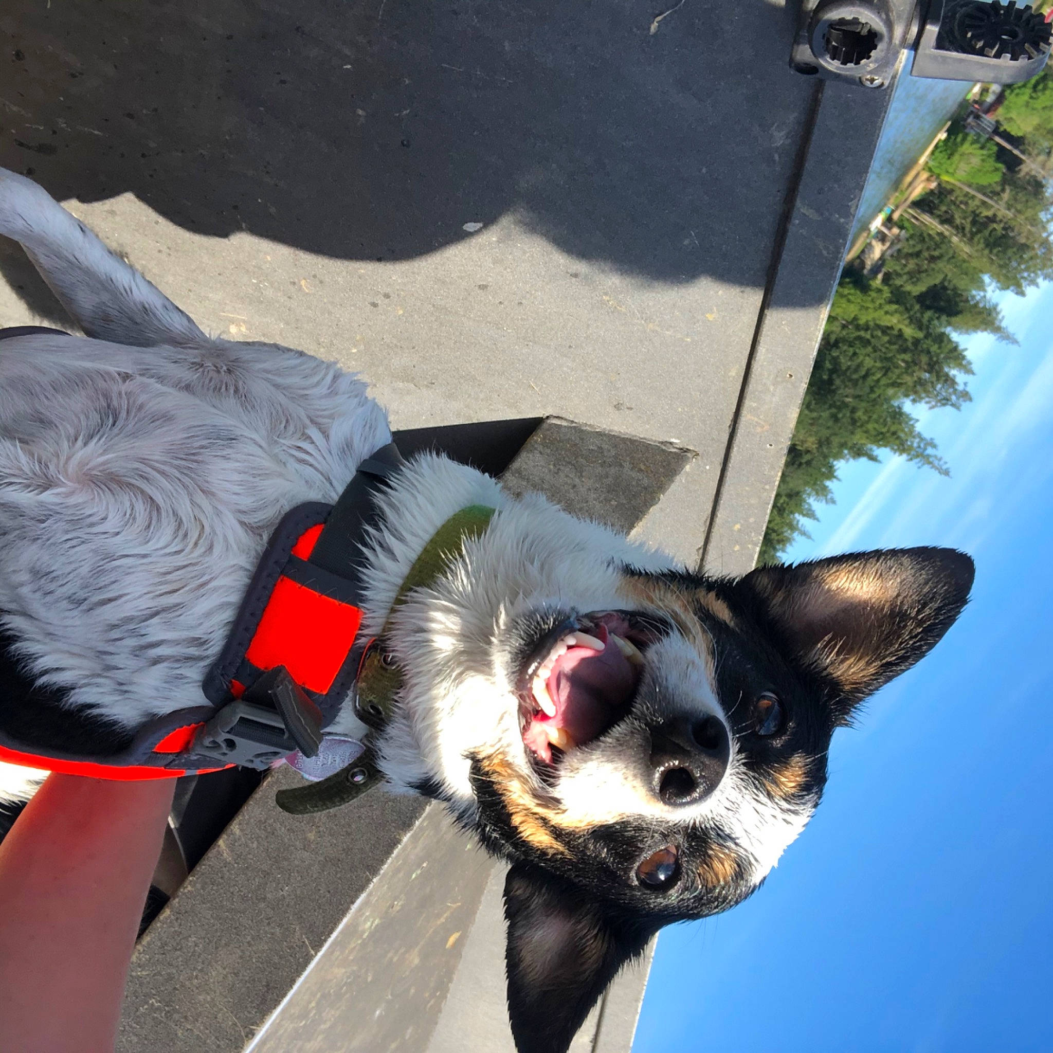 Keta is registered to the contest to win money with this photo: adventure, boston_terrier, canidae, carnivore, dog, dog_breed, leash, non_sporting_group, snout, sporting_group, tail, vacation