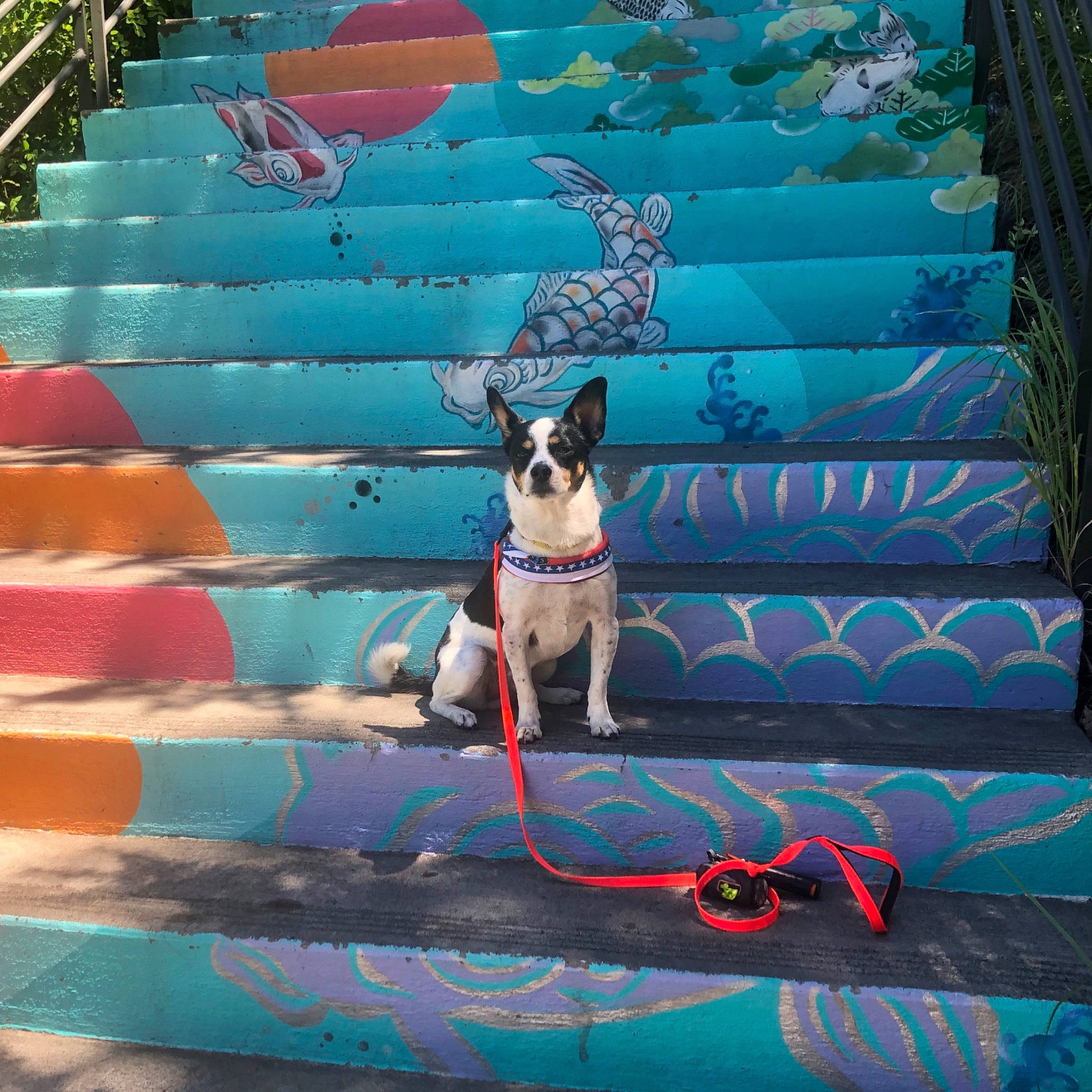 Keta joined the competition — help win amazing prizes! blue, boston_terrier, canidae, carnivore, companion_dog, dog, dog_breed, fawn, games, non_sporting_group, rat_terrier, world