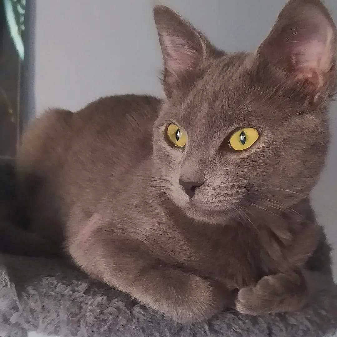 Princesse a rejoint le concours — aidez-le/la à gagner de superbes lots ! carnivore, cat, domestic_short_haired_cat, felidae, fur, grey, small_to_medium_sized_cats, snout, terrestrial_animal, whiskers, window