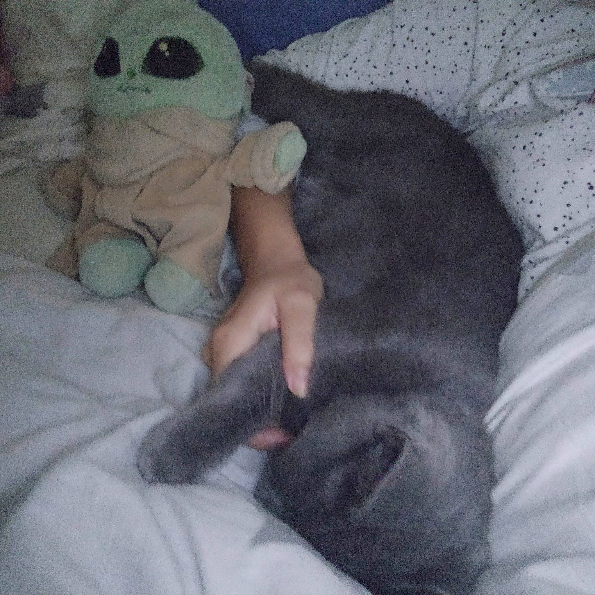 Princesse a rejoint le concours — aidez-le/la à gagner de superbes lots ! bed, bedding, bedtime, carnivore, comfort, companion_dog, dog_breed, fawn, felidae, fur, grey, linens, nap, plush, small_to_medium_sized_cats, stuffed_toy, tail, teddy_bear, toy, whiskers