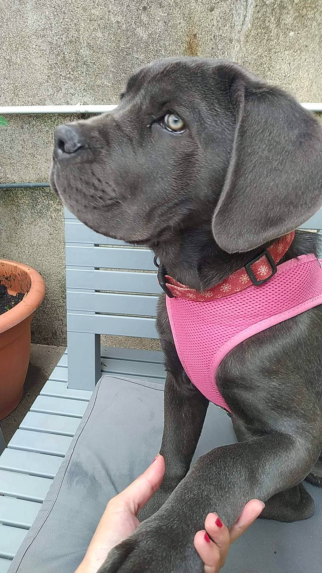 Ukessy a rejoint le concours — aidez-le/la à gagner de superbes lots ! borador, canidae, carnivore, collar, companion_dog, dog, dog_breed, dog_collar, dog_supply, fashion_accessory, fawn, flowerpot, gun_dog, houseplant, leash, liver, pet_supply, snout, sporting_group, working_animal