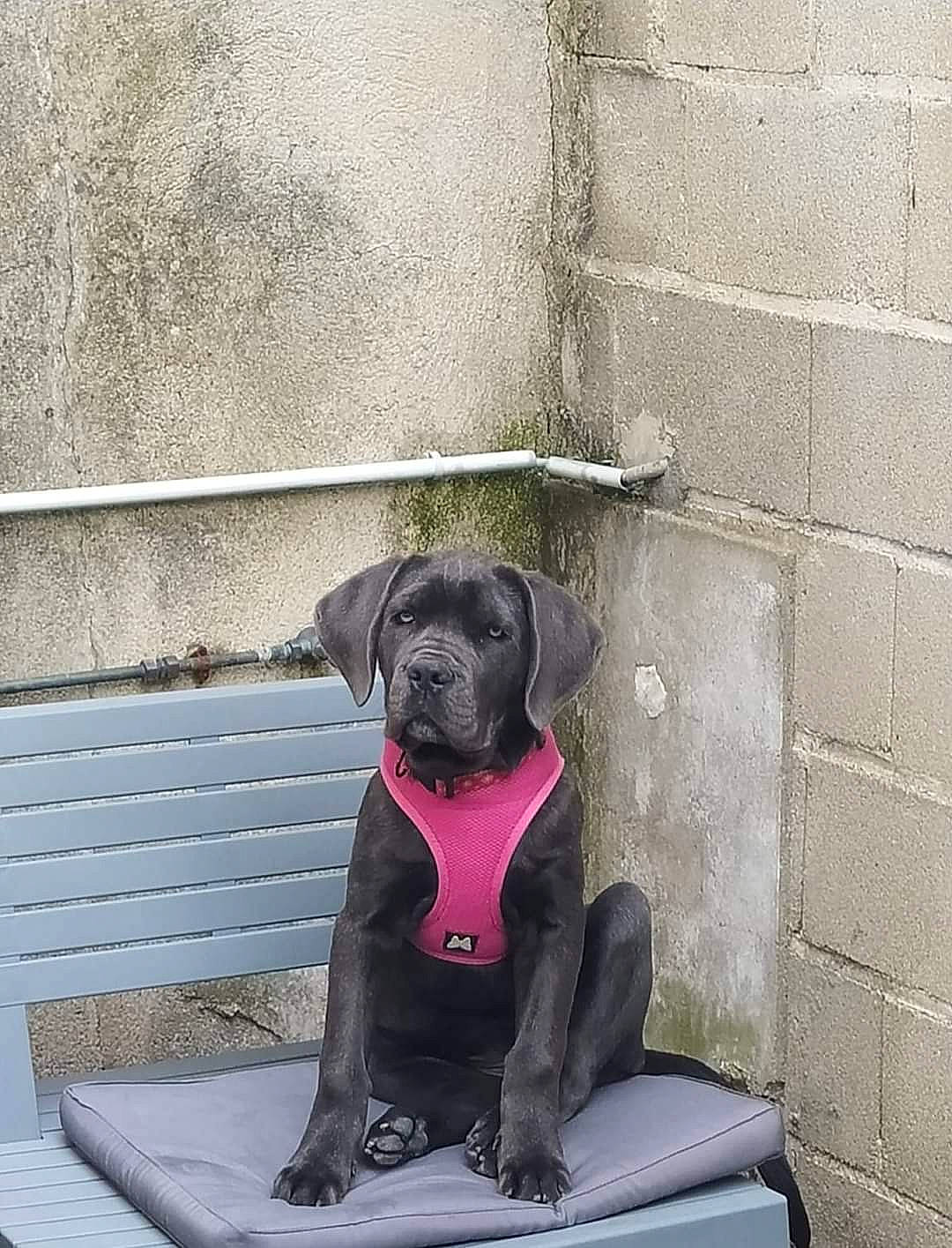 Ukessy a rejoint le concours — aidez-le/la à gagner de superbes lots ! borador, canidae, carnivore, collar, companion_dog, dog, dog_breed, dog_collar, dog_supply, fawn, grey, guard_dog, gun_dog, pet_supply, plant, sitting, snout, sporting_group, tail, working_animal