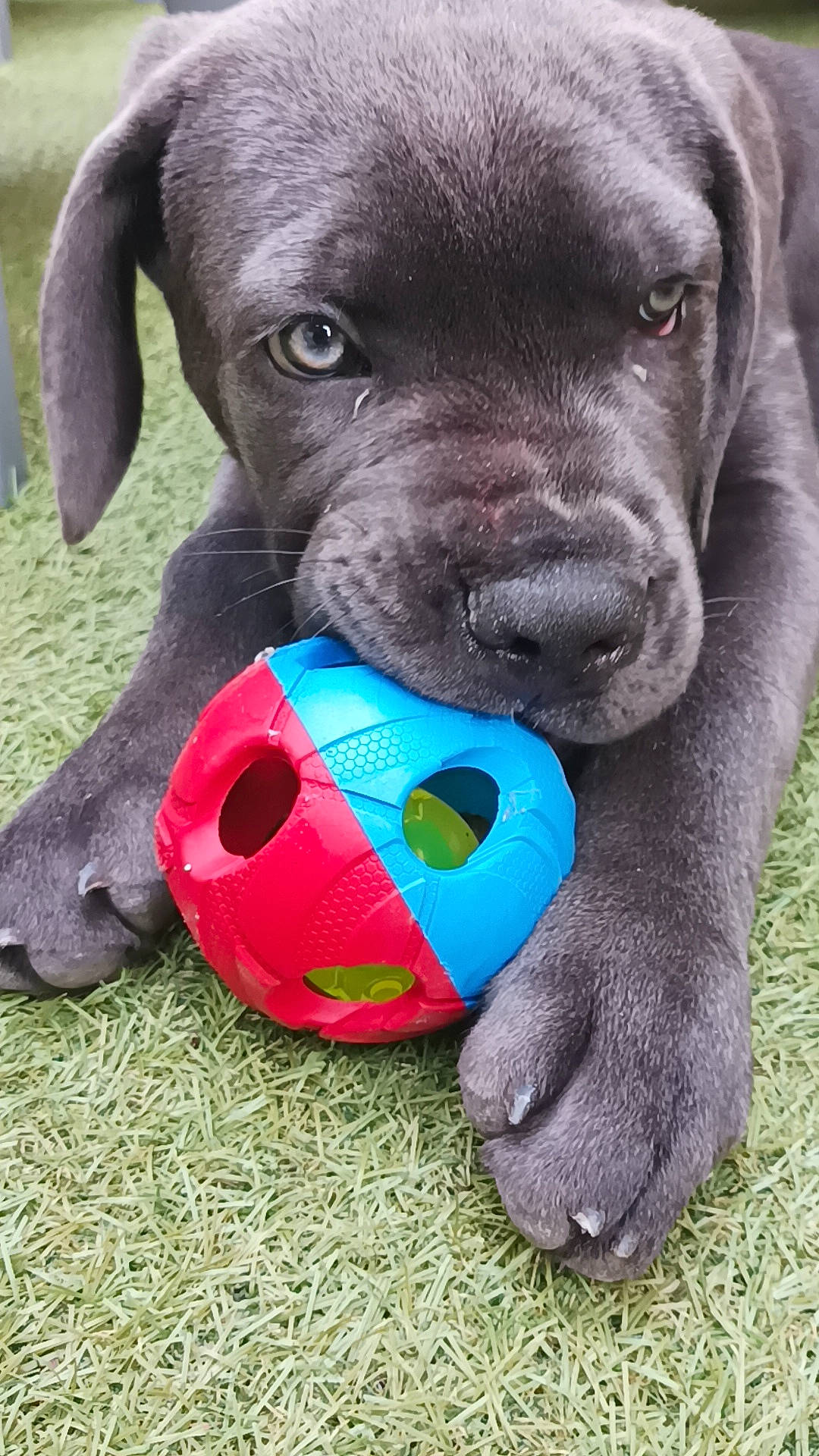 Ukessy participe au concours pour gagner de l'argent avec cette photo : ball, carnivore, collar, companion_dog, dog, dog_breed, dog_collar, dog_supply, electric_blue, fawn, grass, personal_protective_equipment, pet_supply, snout, sporting_group, sports_toy, tennis_ball, terrestrial_animal, toy, working_animal