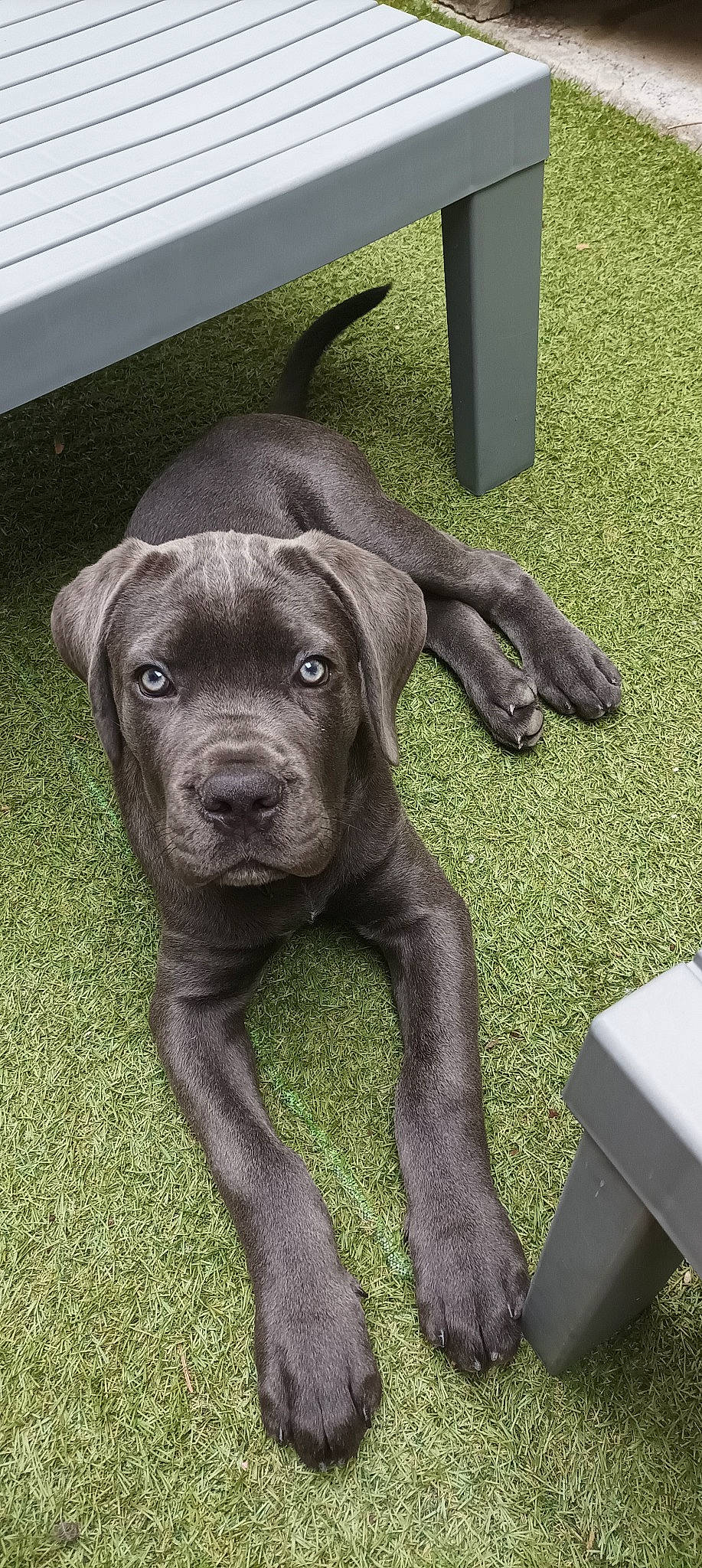 Ukessy a rejoint le concours — aidez-le/la à gagner de superbes lots ! borador, canidae, carnivore, companion_dog, dog, dog_breed, dog_collar, eye, fawn, fur, grass, guard_dog, liver, metal, plant, puppy, snout, sporting_group, whiskers, working_animal