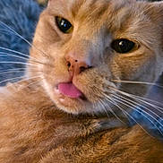 Scar is registered to the contest to win money with this photo: cat, ginger_cat, close_up, tongue_out, whiskers, pet, animal, feline, cute, curious, indoor, fur, face, expression, playful, domestic_animal, muzzle, nose, eyes, portrait