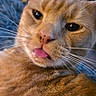 cat, ginger_cat, close_up, tongue_out, whiskers, pet, animal, feline, cute, curious, indoor, fur, face, expression, playful, domestic_animal, muzzle, nose, eyes, portrait