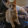 Scar joined the competition — help win amazing prizes! animal, blanket, cat, couch, cozy, curious, domestic_animal, ears, feline, fur, home, indoor, living_room, orange_tabby, pet, relaxed, seated, table, whiskers, wood