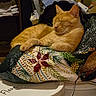 Scar joined the competition — help win amazing prizes! bag, cat, closed_eyes, clutter, cozy, domestic, feline, flour_container, fur, household_items, indoor, orange_tabby, papers, patterned_bag, quiet, relaxed, resting, sleeping, table, whiskers