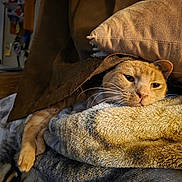 Scarr joined the competition — help win amazing prizes! cat, orange_cat, sleepy, relaxed, whiskers, feline, pet, animal, couch, cushion, blanket, cozy, indoors, home, furniture, warm_lighting, portrait, close_up, resting, funny