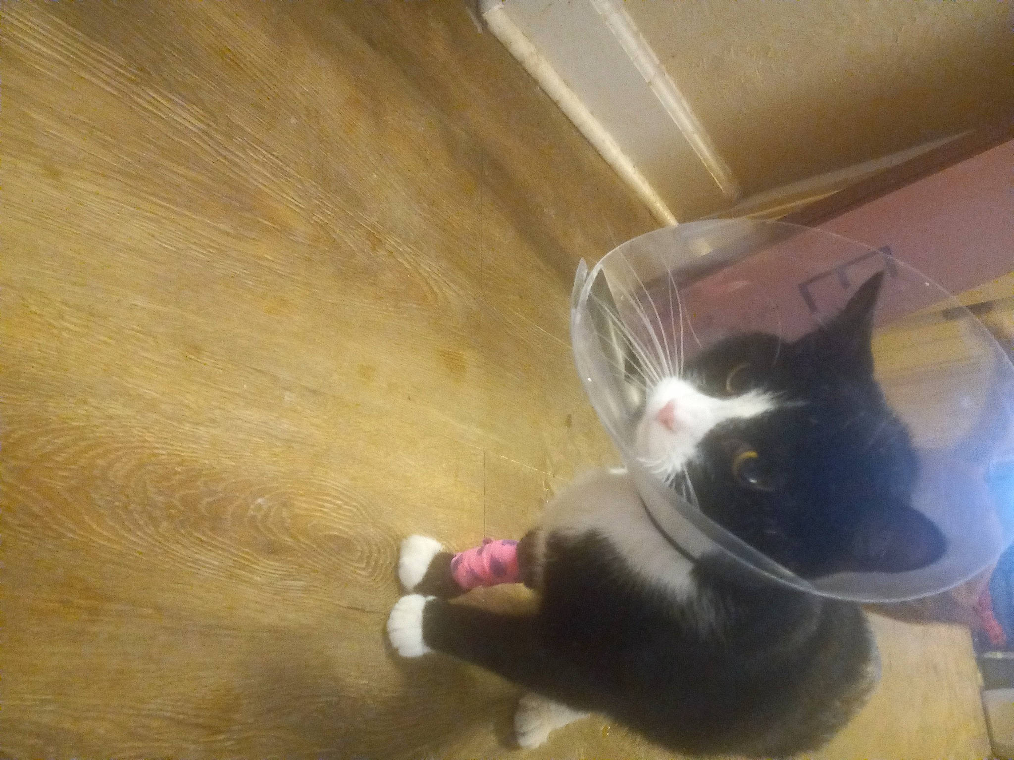 Kodak joined the competition — help win amazing prizes! carmine, carnivore, cat, dog_breed, domestic_short_haired_cat, felidae, floor, flooring, foot, fur, hardwood, paw, pet_supply, plywood, shadow, small_to_medium_sized_cats, snout, tail, whiskers, wood