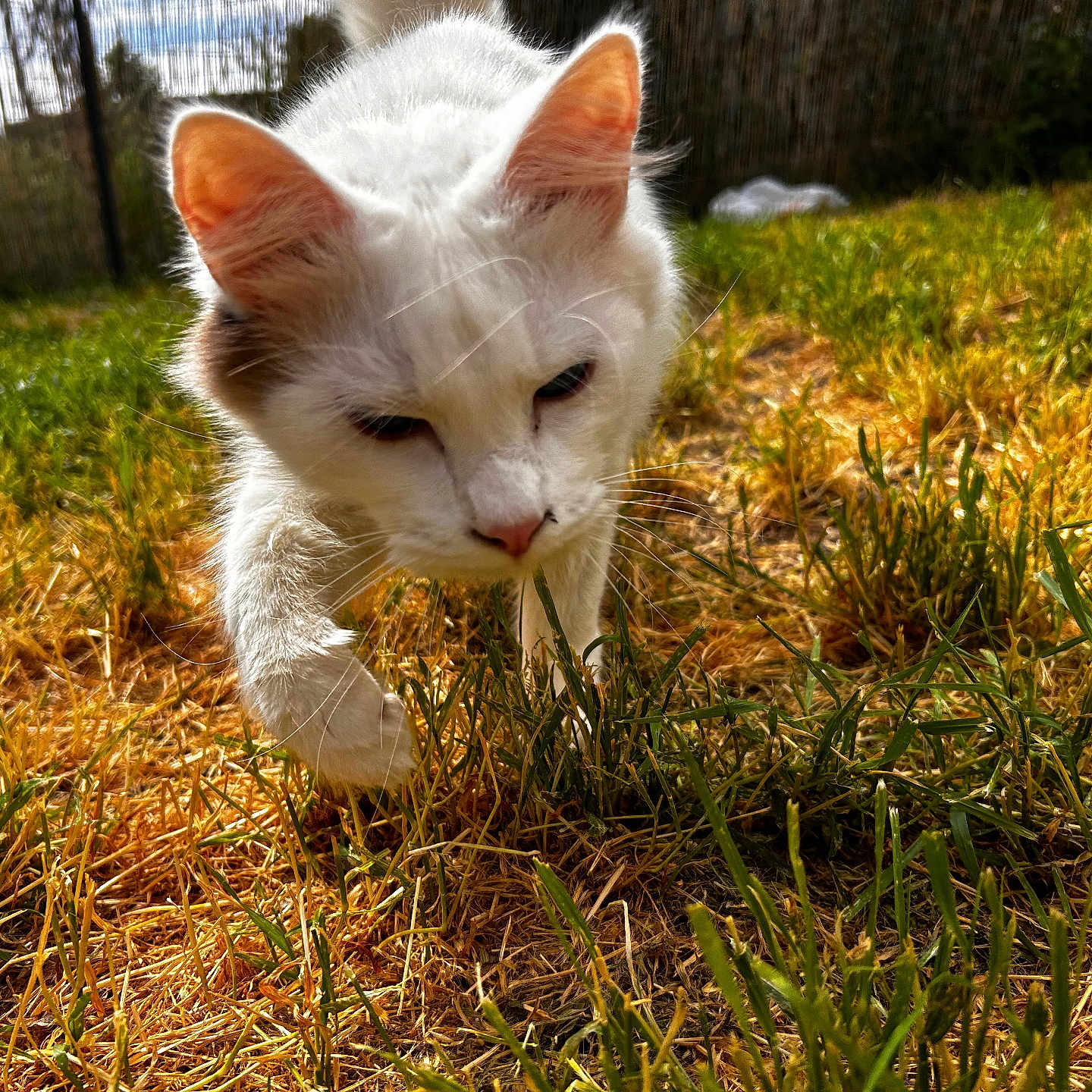 Ghost Man joined the competition — help win amazing prizes! angora, animal, backyard, cat, countryside, field, grass, grassland, kitten, lawn, manx, meadow, nature, outdoors, pet, plant, rural, siamese, straw, yard