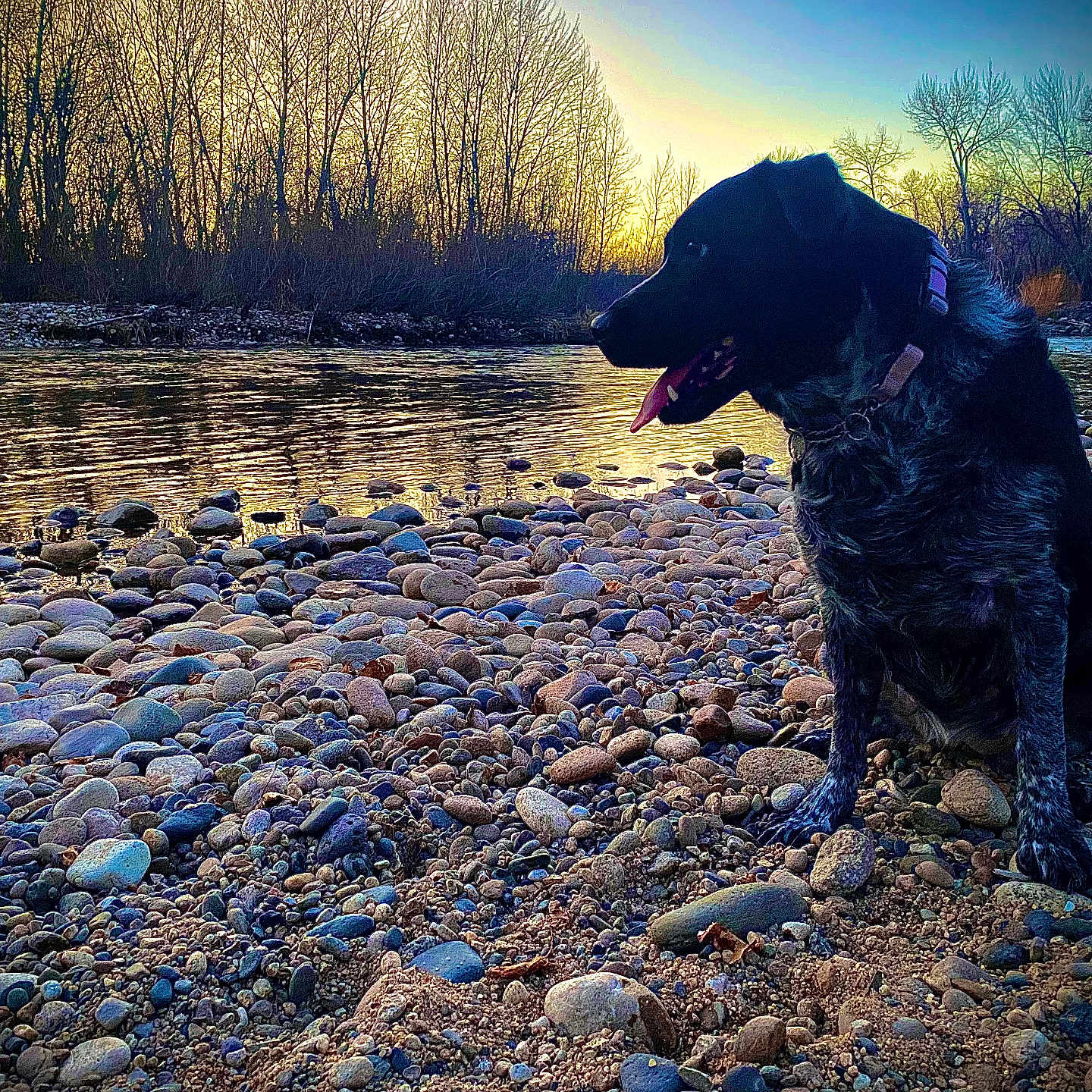 Oreo